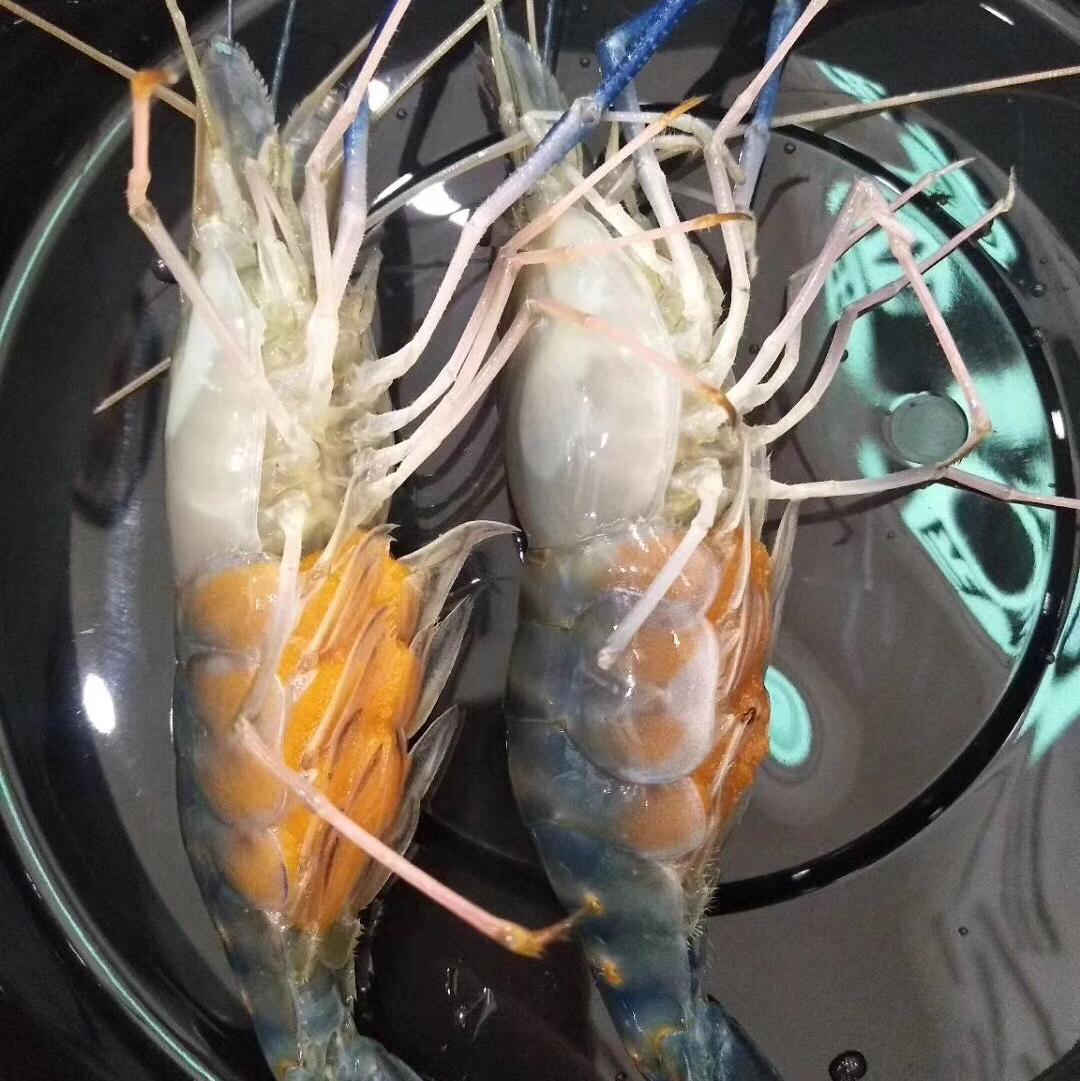 【泰国罗氏虾预定中】当天拍下,第二天发货,生龙活虎,就是新鲜,店内