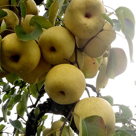 砀山百年老梨树采摘 砀山酥梨 皮薄汁多润喉止渴