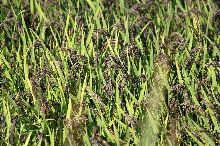 亚海农场无公害 黑米(东北黑粳米种)40元/袋/3斤