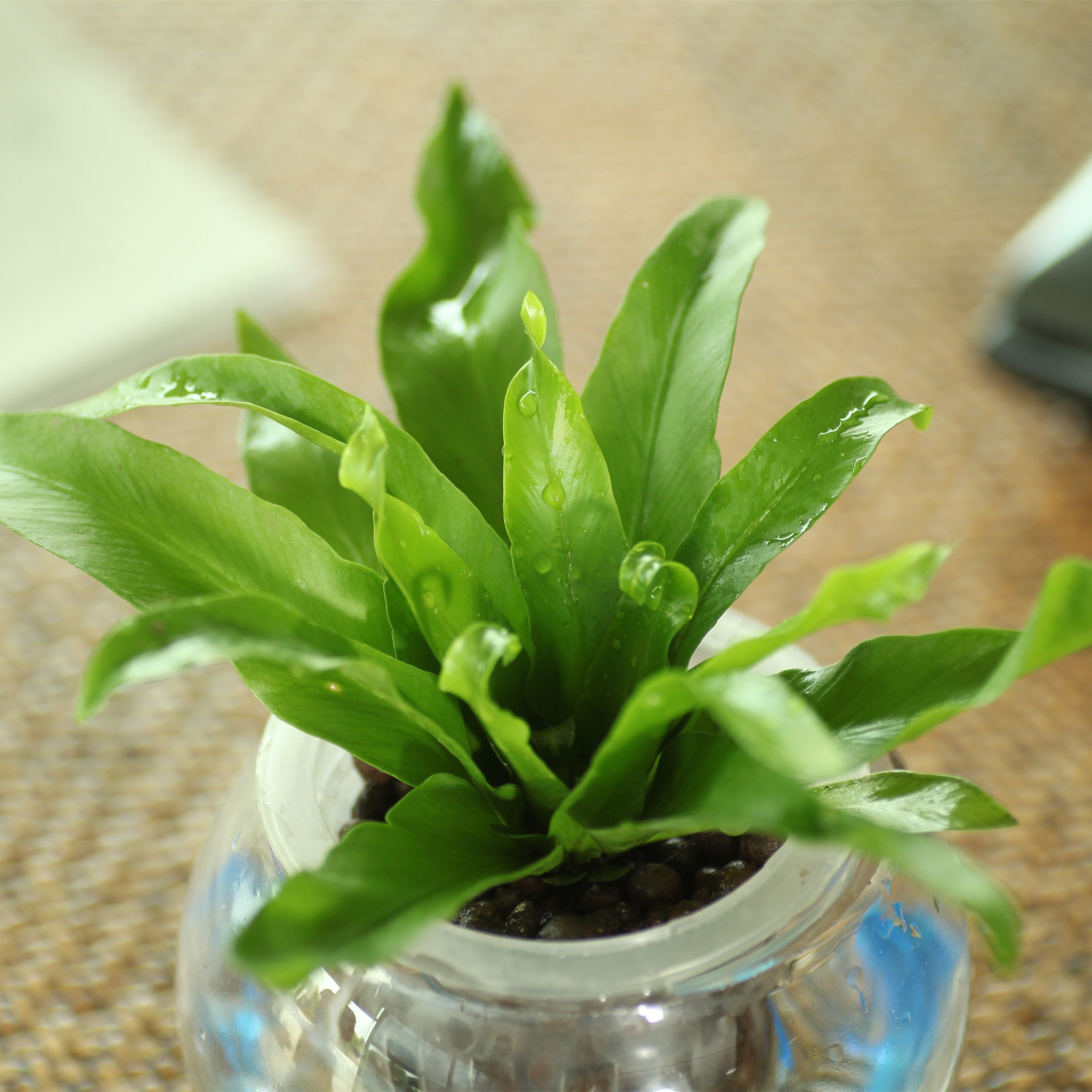 2号水培鸟巢蕨瓶高30cm左右高