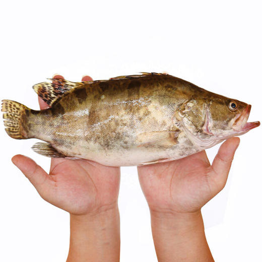 广东鳜鱼（鲜活） 商品图1