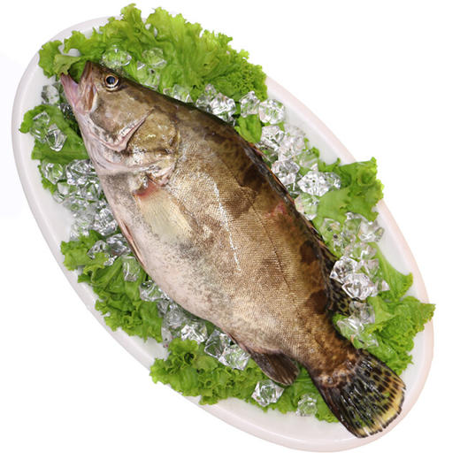 广东鳜鱼（鲜活） 商品图0