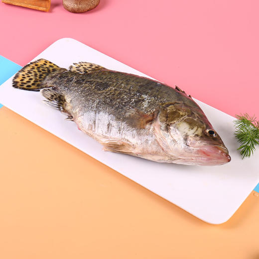 广东鳜鱼（鲜活） 商品图2