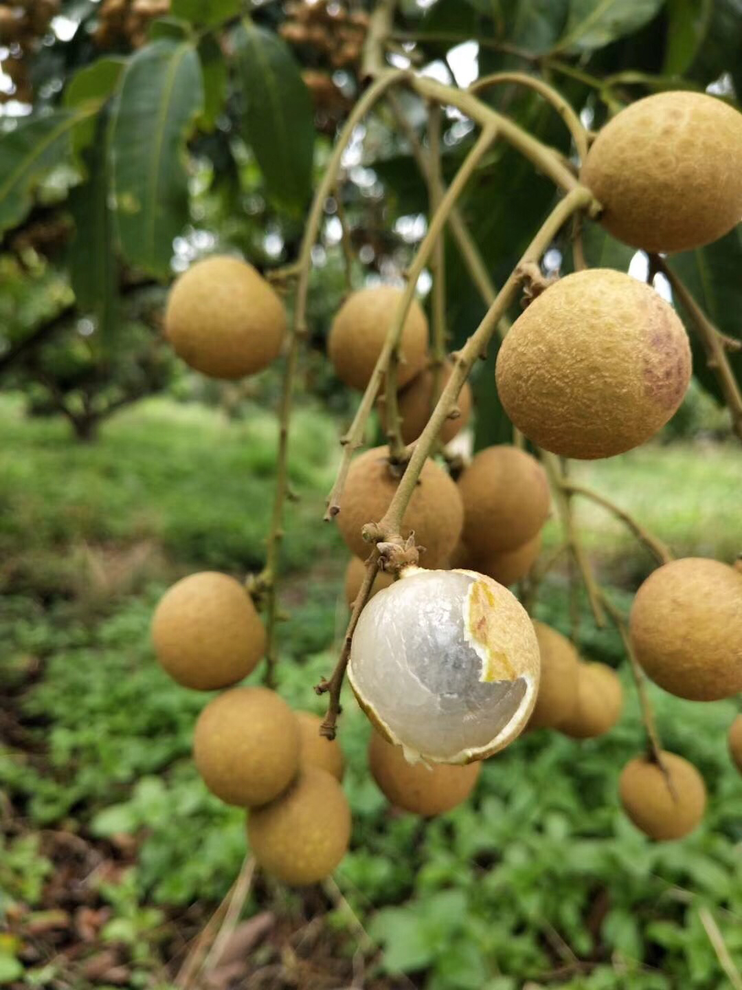 高州精品桂圆干,手工去核,古法柴火烘培,清香甘甜,满口留香,不加糖