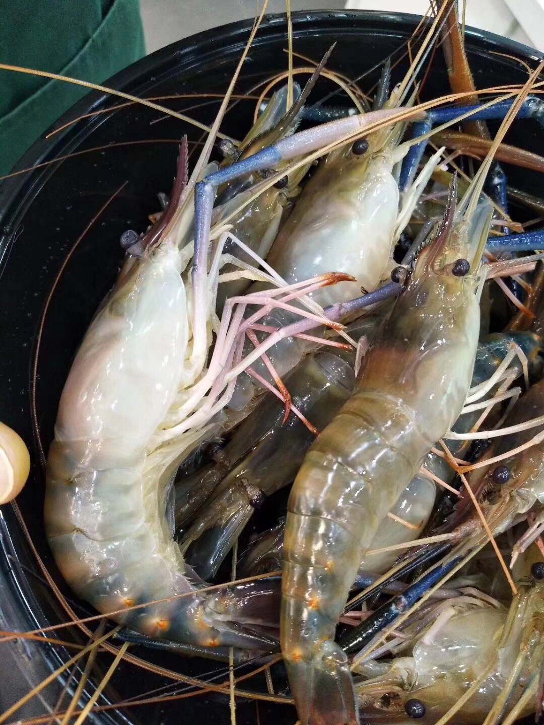 【泰国罗氏虾预定中】当天拍下,第二天发货,生龙活虎,就是新鲜,店内