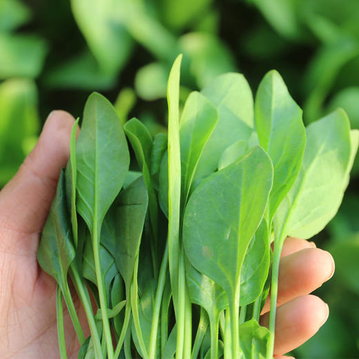 宝宝辅食菠菜苗 鲜嫩 小菠菜 特别鲜嫩 现摘发货 300g新鲜蔬菜