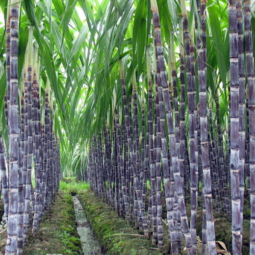 箱装甘蔗 商品图2