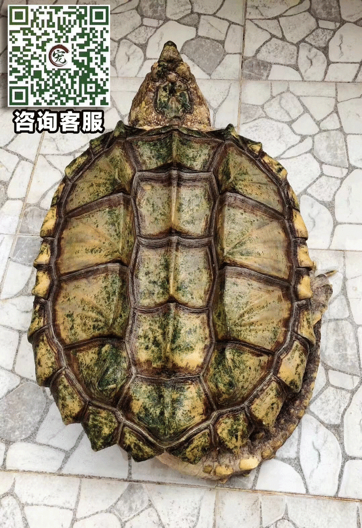 【宠物市集】wg白金变异大鳄