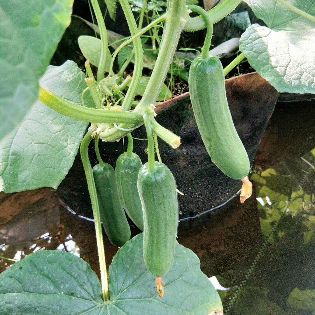 水果黄瓜 | 广东中山 东哥果园【不发广东省外】