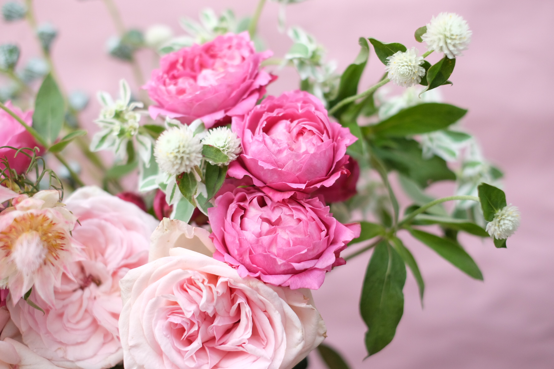 粉黛 /(提前1天预定)