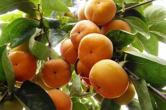 国产台湾脆甜柿,无酸无涩,嘎嘣脆甜,满分好评,不信你试