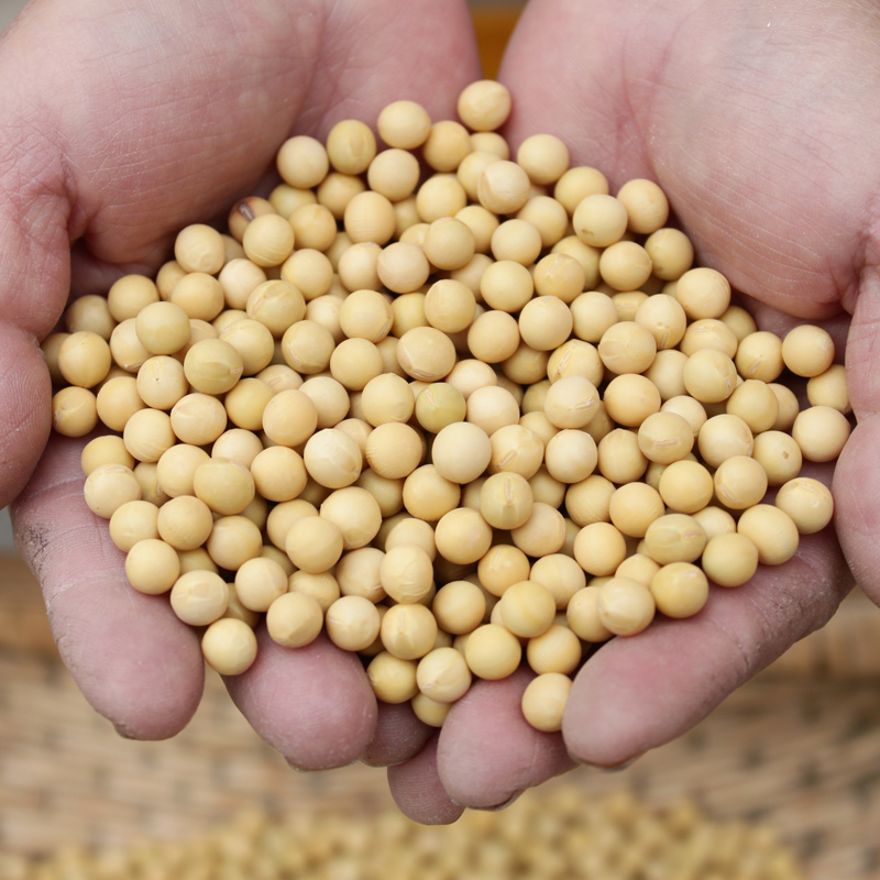 农家自种小黄豆