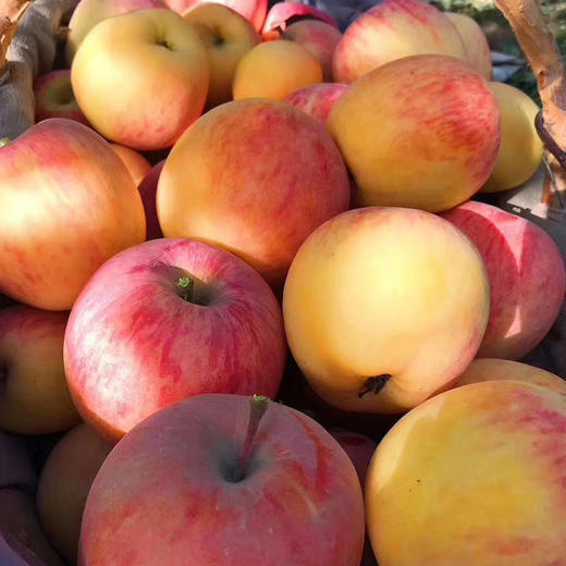 正宗阿克苏冰糖心苹果 8-9斤大果(80-90果) 脆甜多汁无渣 - 疆来疆往