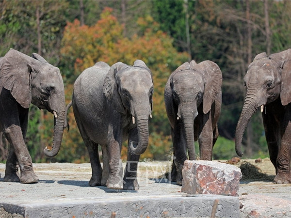 【妈网】 10/28 之上海野生动物园 亲子游/独立游 为你心中最喜爱的