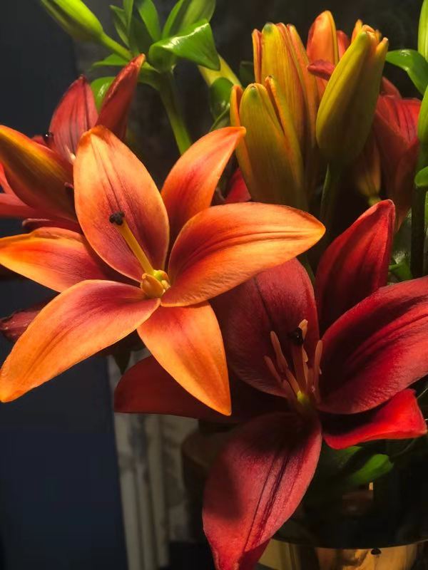 【昆明直发】3人团 /45元起/5枝,亚百合:红宝石(多头.3头.2头)!