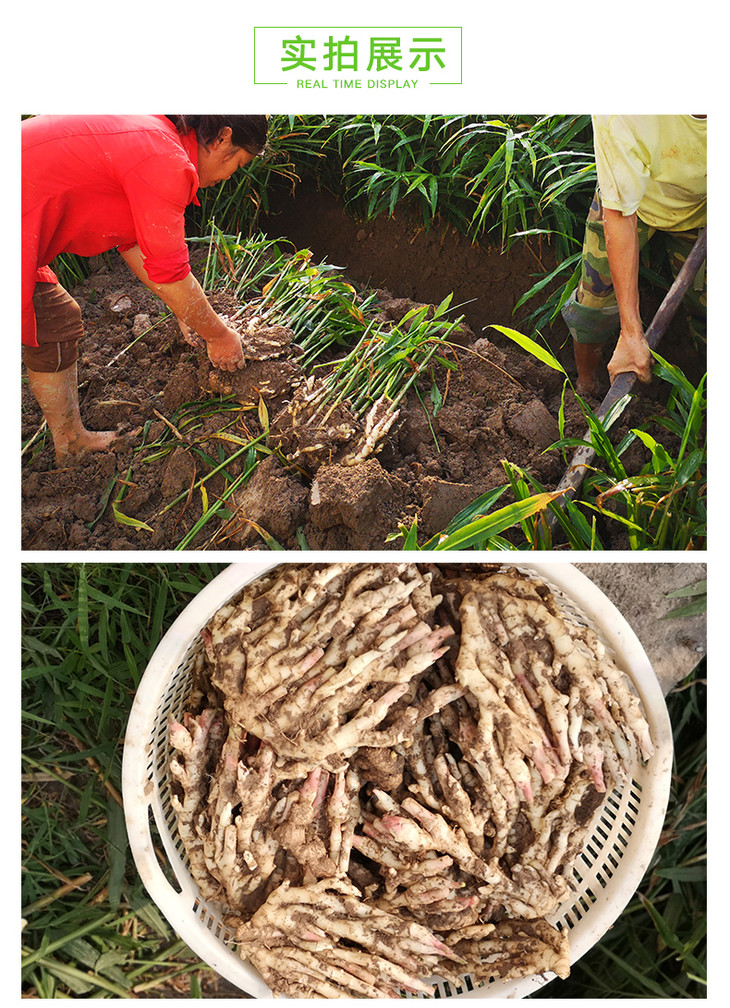 【科技特派员刘奕清推荐】永川仔姜菜姜鲜嫩现挖现发带泥10斤 嫩芽多