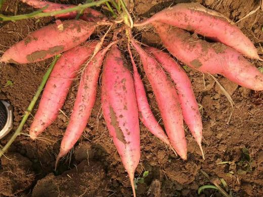 田横蜜薯（糯香红薯）5斤/箱 商品图2