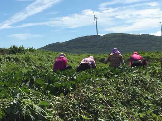 田横蜜薯（糯香红薯）5斤/箱 商品图4