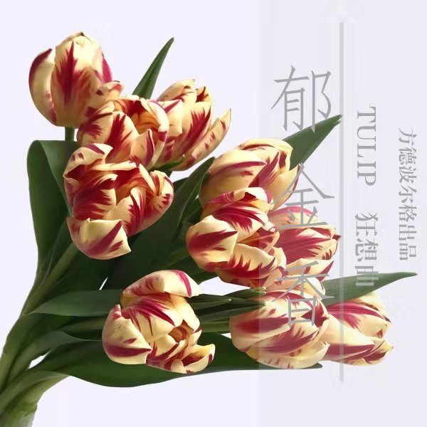 【方德】郁金香-狂想曲-单瓣