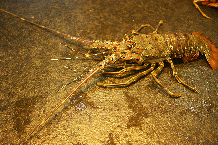 欧三哥香辣澳洲龙虾鲜活定制海鲜熟食虾类四川特色私房菜真空包装