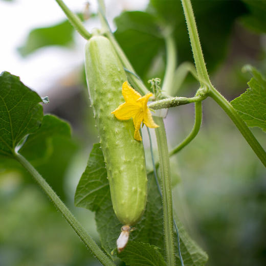 严选|山东特产白玉奶油黄瓜|采用豆杆豆粕生态种植|好吃有营养 商品图5