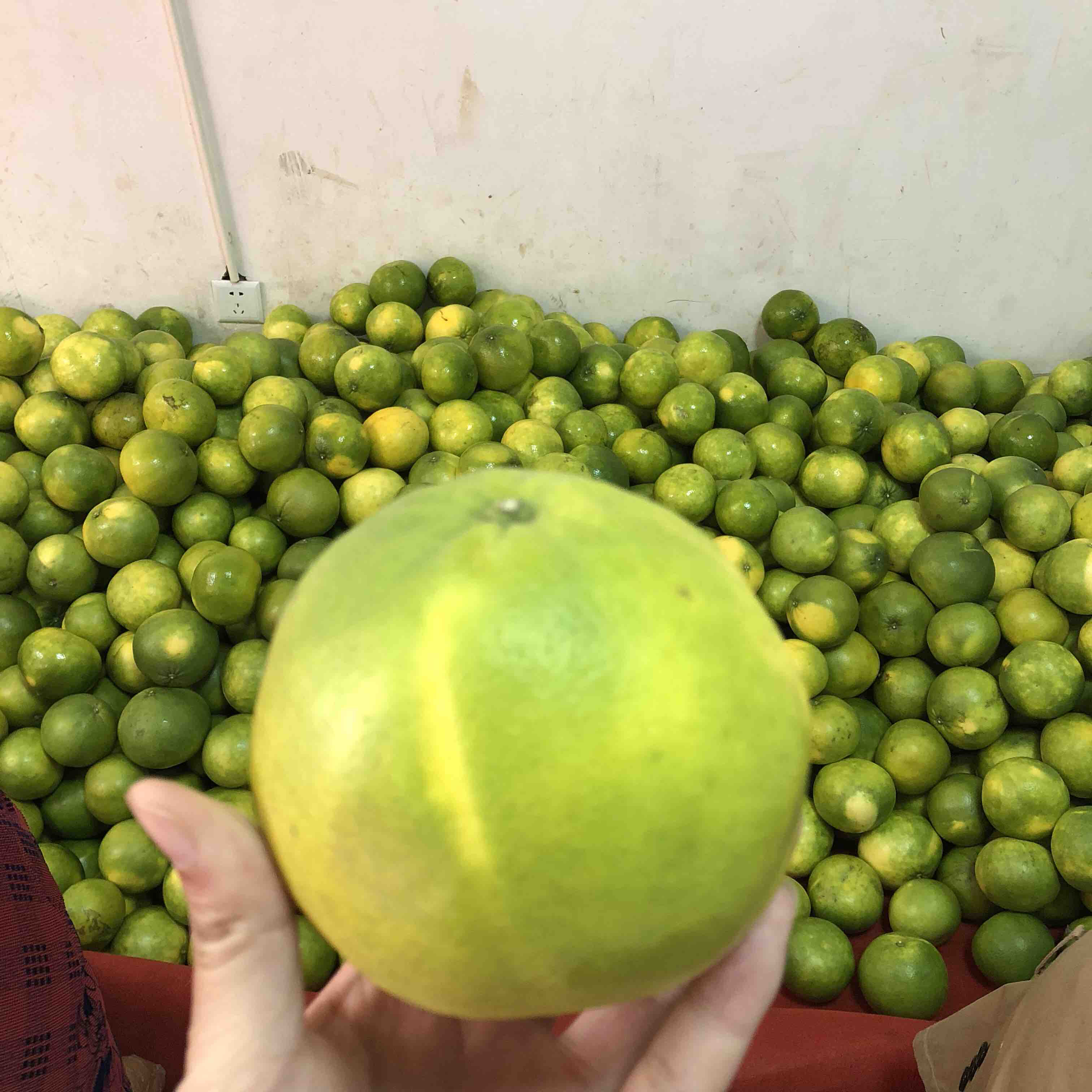 台湾青柚,橙子 柚子口感[色] 降火助消化,带有橙子的甜味,带有柚子的