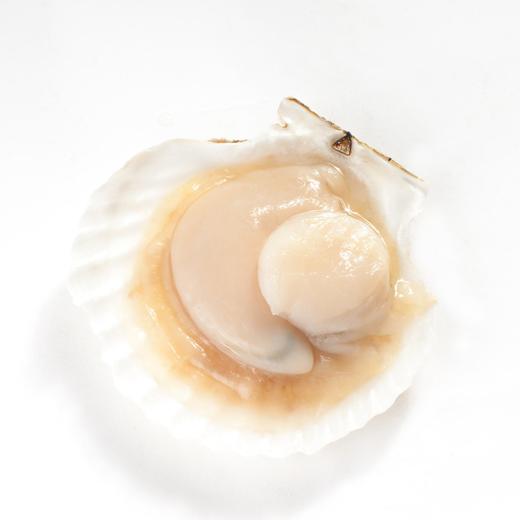 【包邮】扇贝 12个装 约2斤