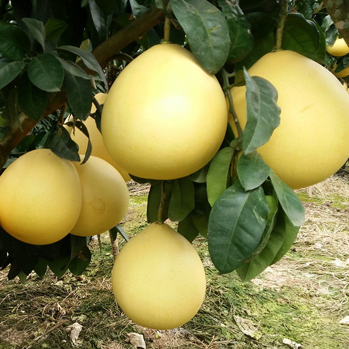 高山晚熟天宝蜜柚 新鲜白肉甜蜜柚子