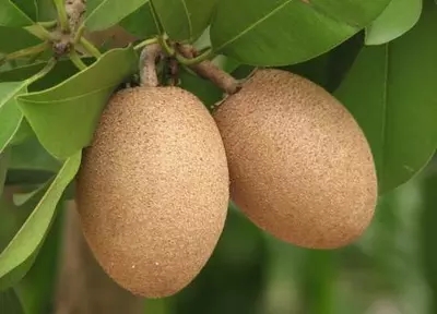 【越南】越南人参果人心果热带水果进口新鲜 香甜可口仙人果5斤装