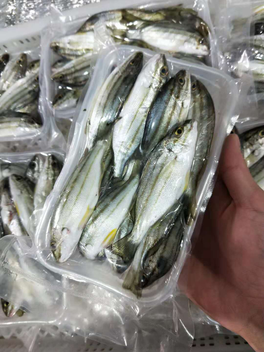 海钓三边鱼学名细鳞鯻福建省内满200包邮省外补运费差价