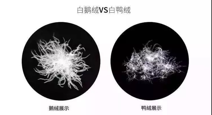 就不得不提到 "白鹅绒" ▲可以看出,白鹅绒比白鸭绒组织细,软,长 蓬松