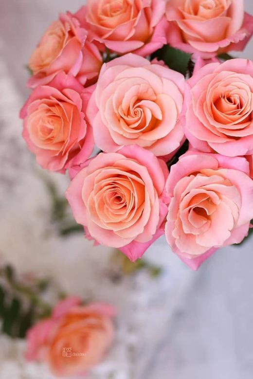 【秒杀福利】猪小姐  20枝/扎 商品图2