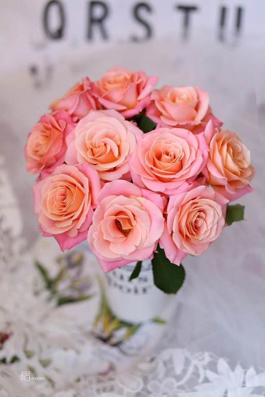 【秒杀福利】猪小姐  20枝/扎 商品图1