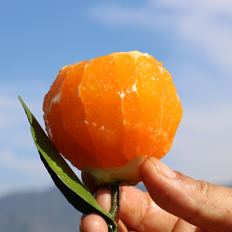 自产自销宜昌桃叶橙酸甜多汁入口化渣10斤包邮