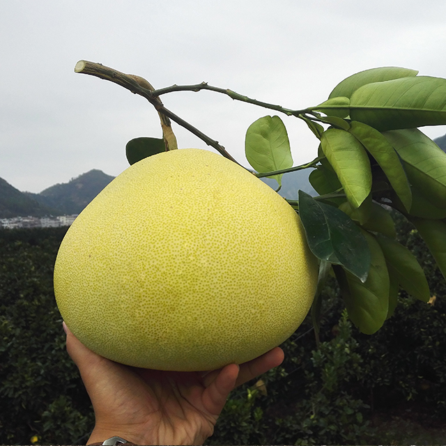 浙江省名果玉环文旦 新鲜汁水多 果肉果皮都是好东西