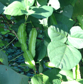 生态四棱豆 | 绿家自产*ecological Winged bean | Self-production