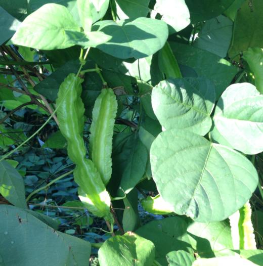 生态四棱豆 | 绿家自产*ecological Winged bean | Self-production 商品图0