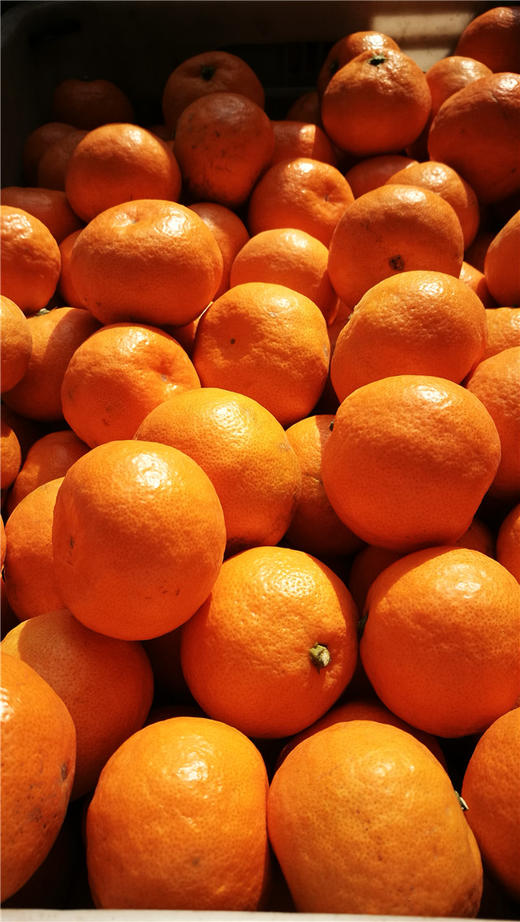 涌泉蜜桔 商品图0