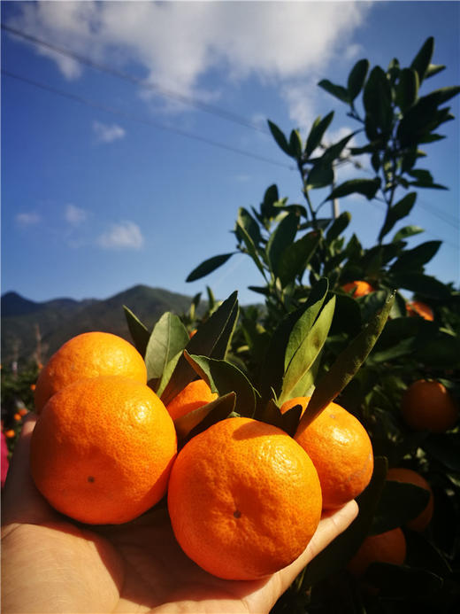 涌泉蜜桔 商品图3