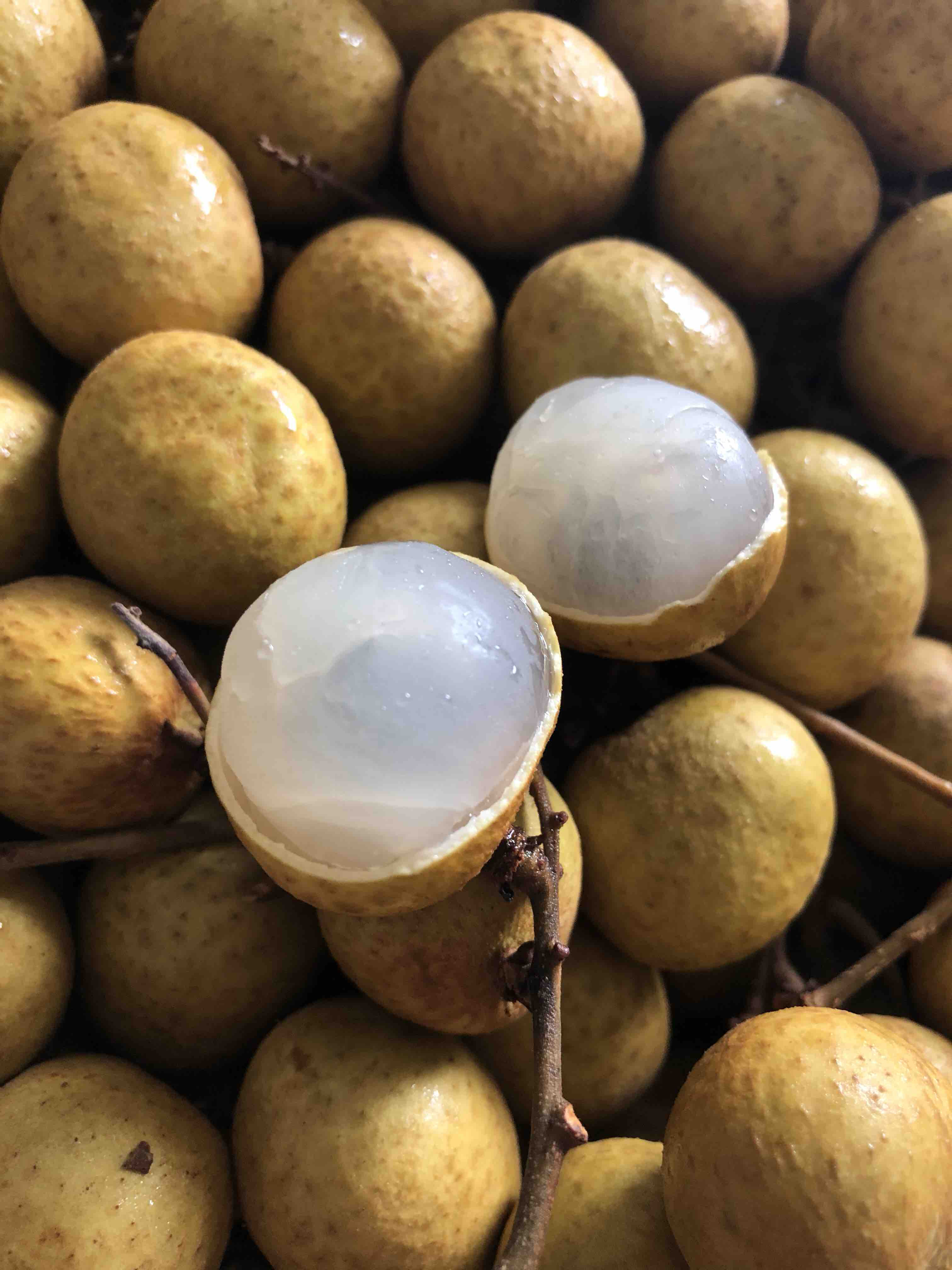 泰国顶级金标新鲜龙眼新鲜开柜,新鲜超甜多汁,个个玲珑剔透,宛如宝石.