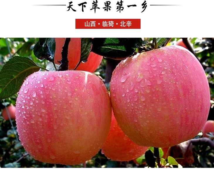 运城红富士苹果 8斤装