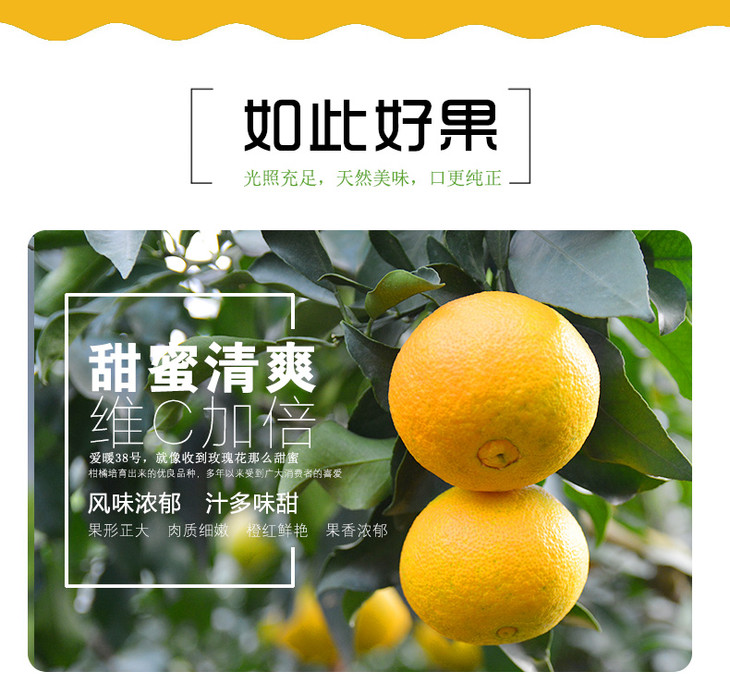 四川眉山爱媛38号果冻橙 5斤装
