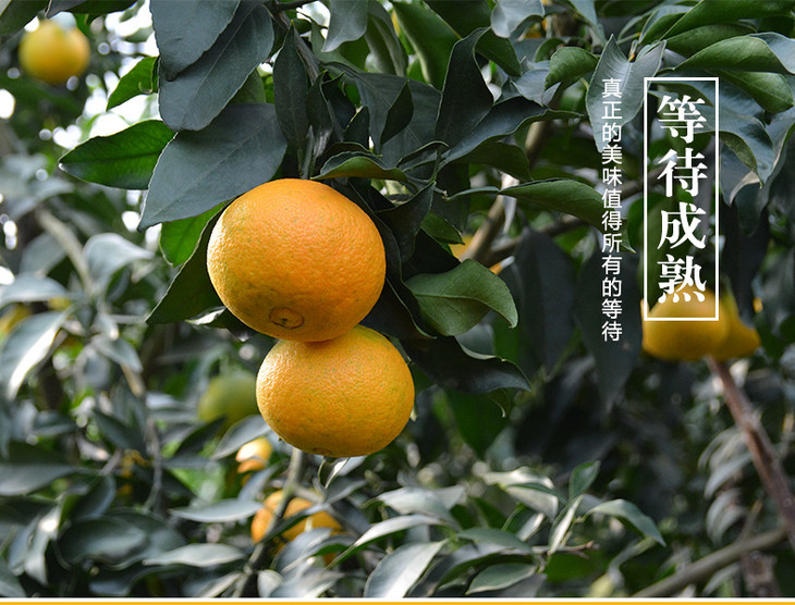 四川眉山爱媛38号果冻橙 5斤装