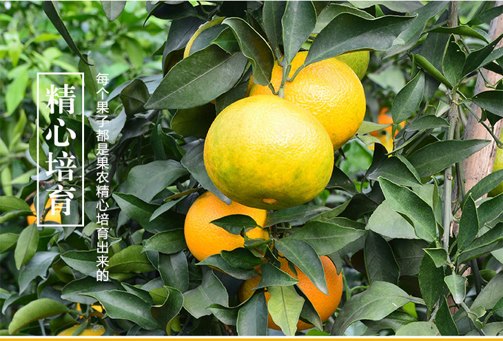 四川眉山爱媛38号果冻橙 5斤装