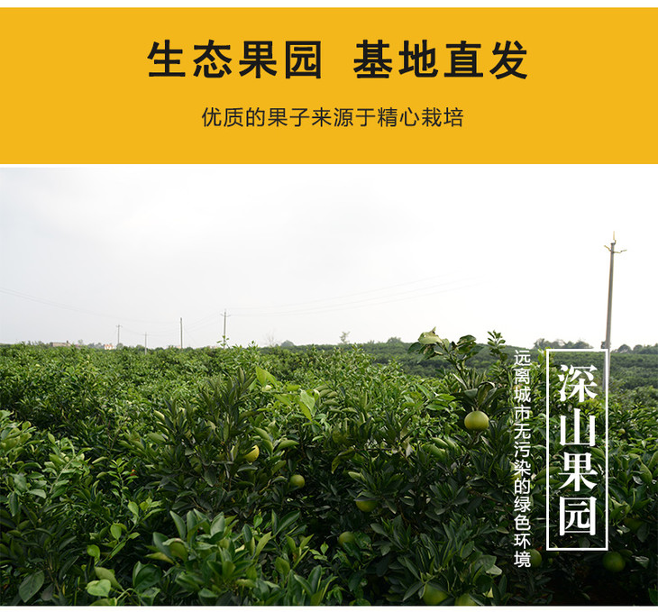 四川眉山爱媛38号果冻橙 5斤装