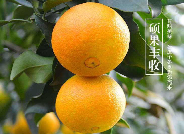 四川眉山爱媛38号果冻橙 5斤装