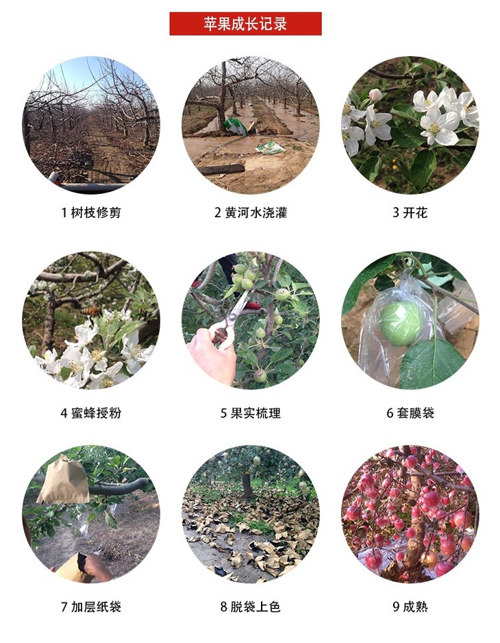 运城红富士苹果 8斤装