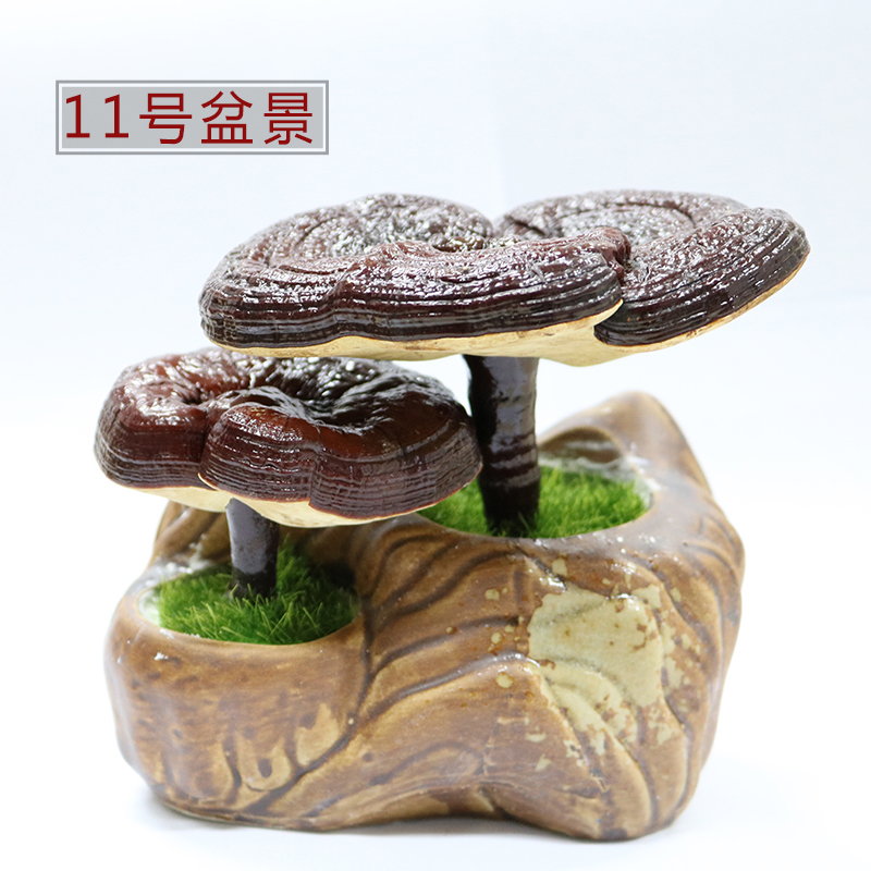 武夷灵芝盆景预售