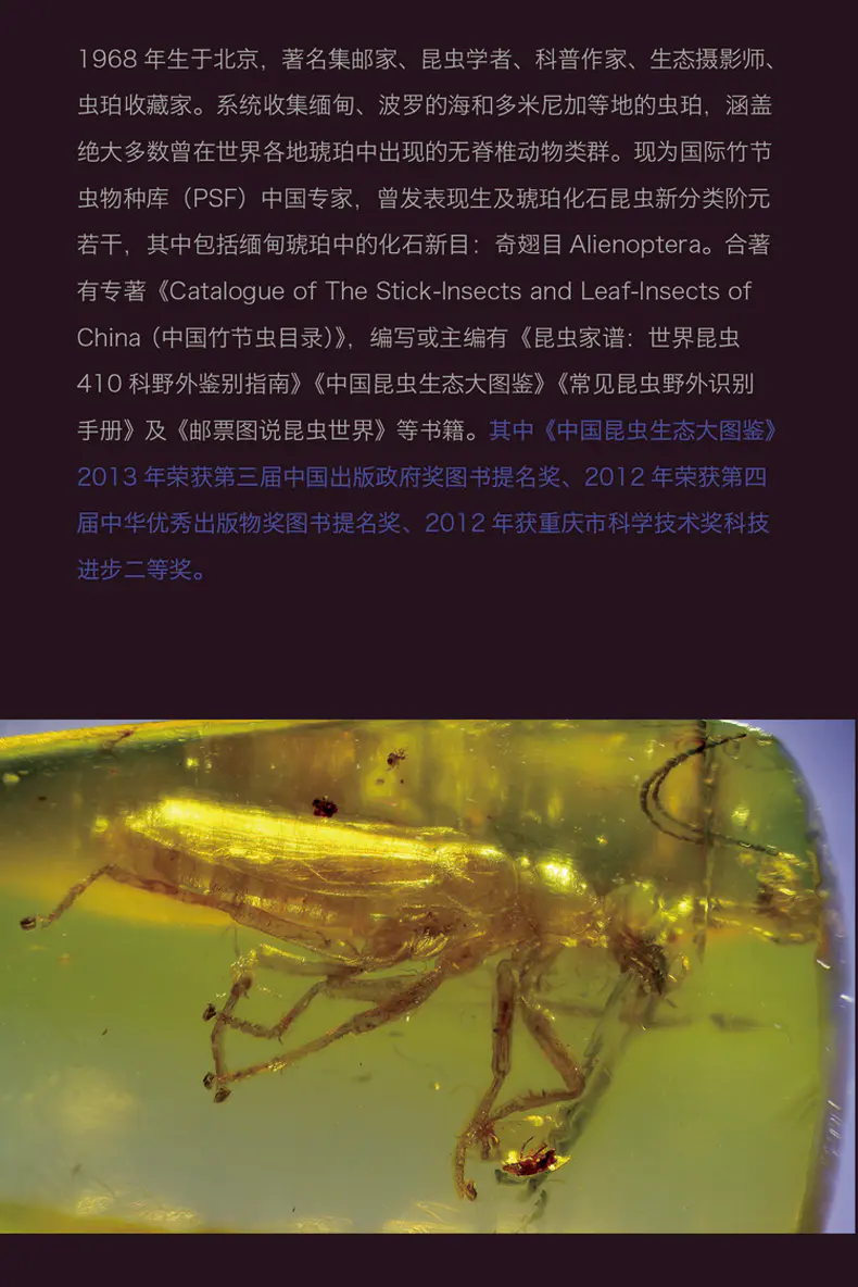正版凝固的时空琥珀中的昆虫及其他无脊椎动物古昆虫学教授任东