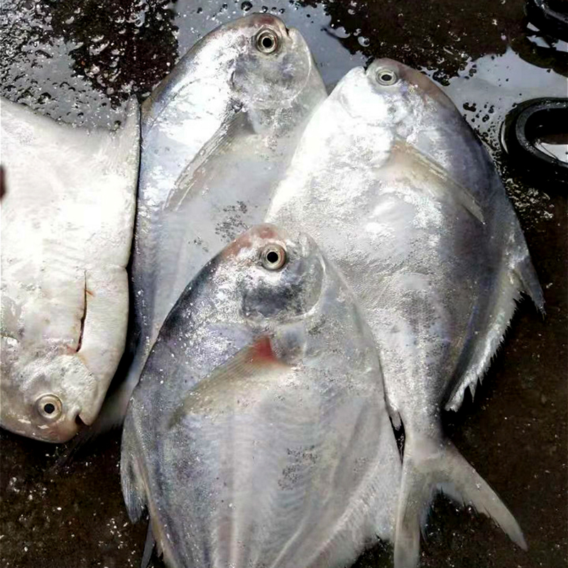 野生白鲳鱼(少刺 肉质细嫩)| 海南白马井【不发广东省外】